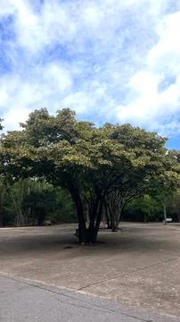 Big tree Stock Photos