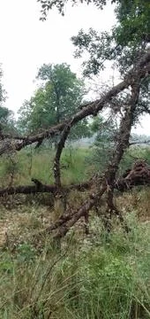 Big tree pic Stock Photos