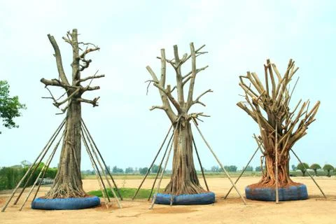 Big tree preparing to moving to another garden by plantation moving knowledge Stock-Fotos