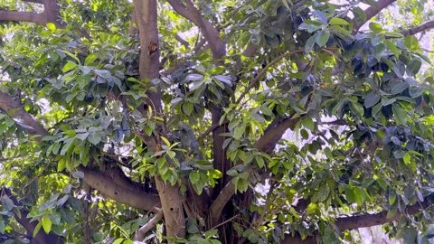 Big Tree Providing Shade During Summer with Natural Cooling Stock Footage 336177309