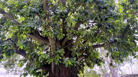 Big Tree Providing Shade During Summer with Natural Cooling Stock Footage 336177311