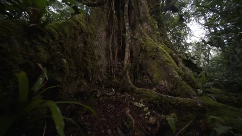 Big tree in rain forest Stock Footage 79079743