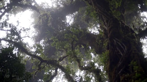 Big tree in rain forest Stock Footage 79079860