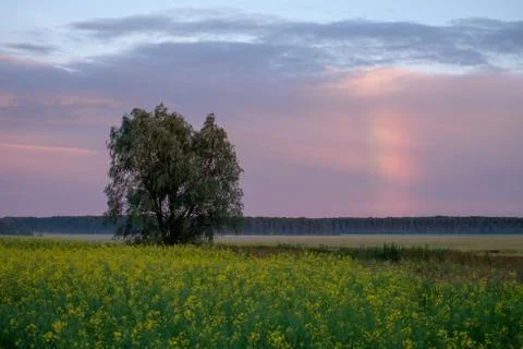 Big tree on rainbow background Stock Photos