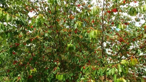 Big tree with red berries. Aerial. About greenery, decorations, drone, green Stock Footage 72115183