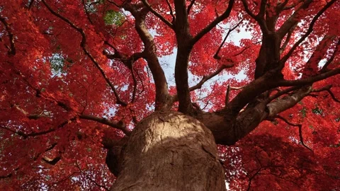 Big tree with red leaves Stock Footage 312479695