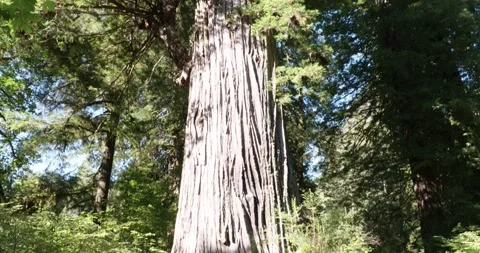 The Big Tree - Redwoods Stock Footage 256044155