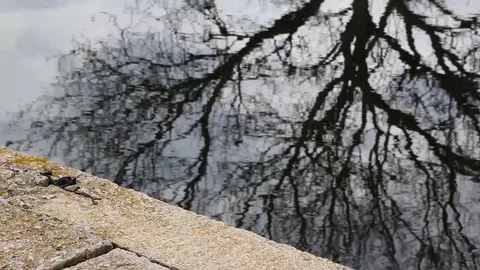 Big Tree Reflected In The Water Vidéo 125702715