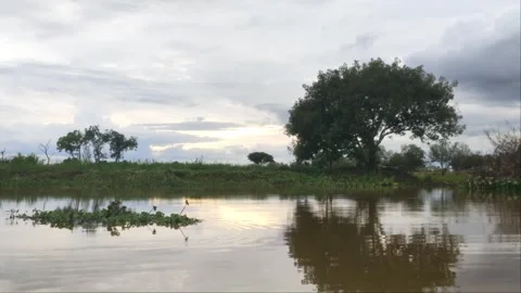 Big Tree Reflection On Calm Lake Water Under Cloudy Sky In Cambodia Stock Footage 342263543