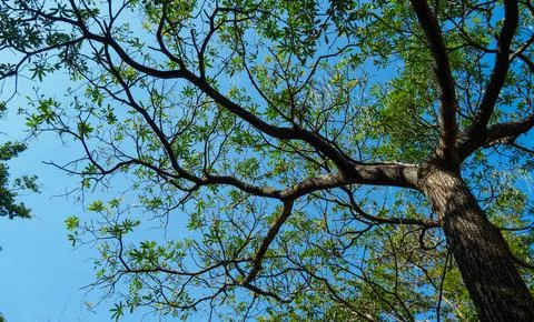 Big tree in up risen angle in tropical forest, against blue sky background. Stock Photos