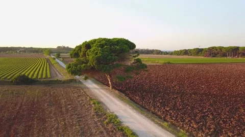 Big tree on a road between the fields Stock Footage 202608257