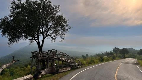 Big tree on the roadside Foto stock