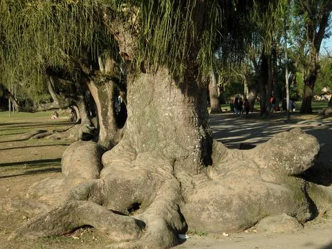 Big Tree Root in City Park in Brazil Stock Photos