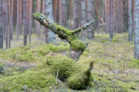 A big tree root covered by moss. Stock Photos