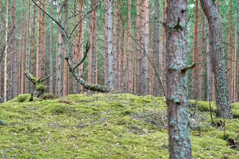 A big tree root covered by moss. Stock Photos