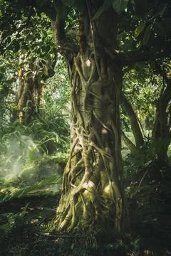 Big tree with root in a green forest. Stock Photos