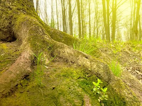 A big tree root overgrown with moss at the wayside. Green tree roots overgr.. Stock Photos