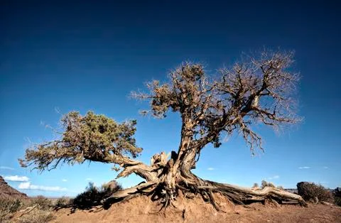 Big tree root Stock Photos