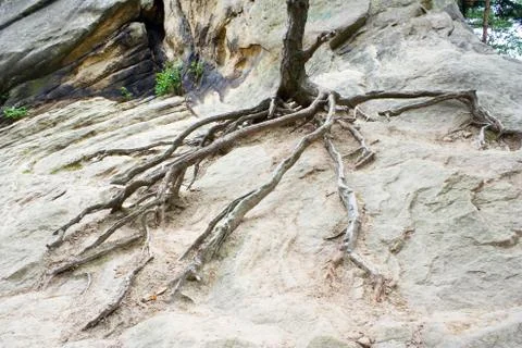 Big tree root Fotos Stock