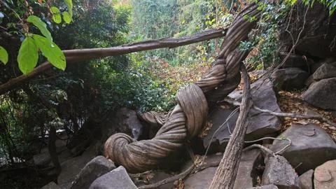 Big tree root Stock Photos