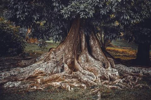 Big tree root Stock Photos