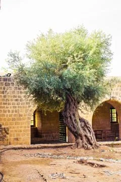 Big tree with root Stock Photos