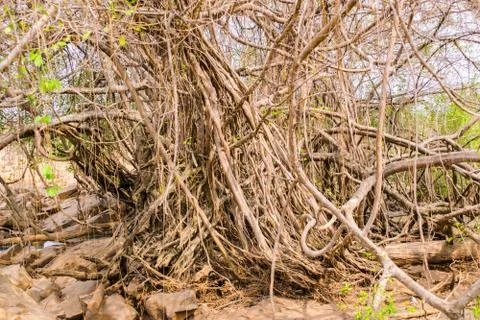 Big tree root Stock Photos