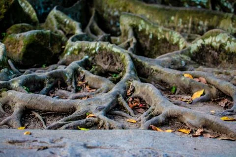 Big tree root Stock Photos