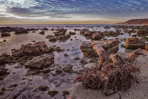 Big tree root Stock Photos