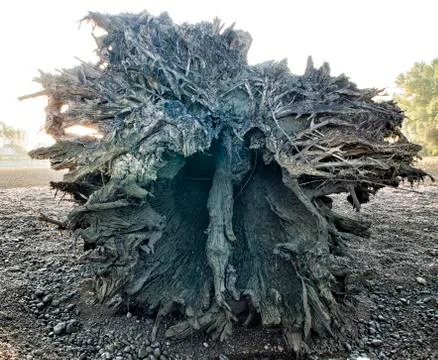 Big tree root Photos