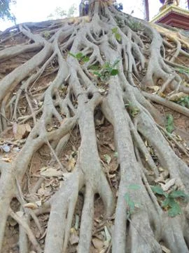 Big tree root Stock Photos
