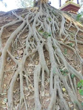 Big tree root Stock Photos