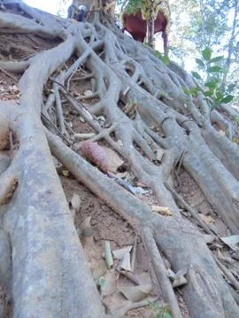 Big tree root Stock Photos