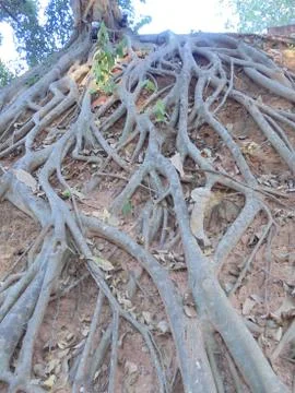 Big tree root Stock Photos