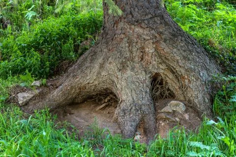 Big tree root Stock Photos