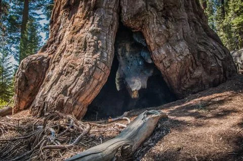Big tree root in sequoia national park Stock Photos