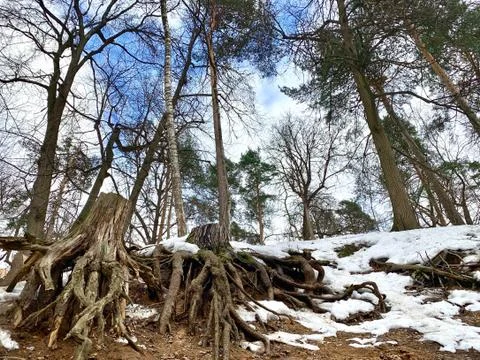 Big tree root in spring forest. Lies snow and stones. Stock Photos