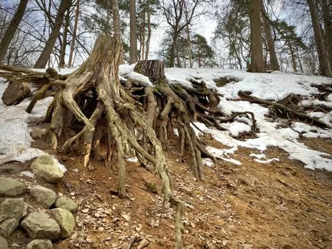 Big tree root in spring forest. Lies snow and stones. Foto stock