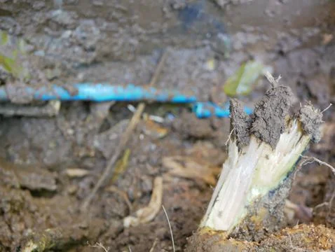Big tree root was dug out from the ground, as it pushed PVC water pipe broken 스톡 사진