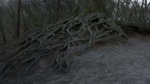 Big Tree roots Video stock 146621435