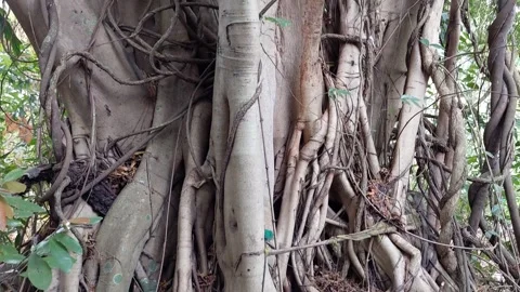 Big tree roots in the forest Stock Footage 266471658