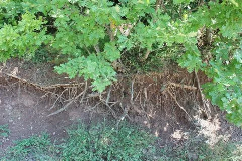Big tree roots at the forest Stock-Fotos