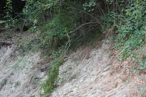 Big tree roots at the forest Stock-Fotos