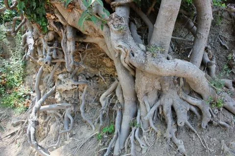 Big tree roots at the forest Stock-Fotos
