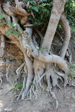 Big tree roots at the forest Stock-Fotos