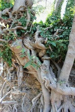 Big tree roots at the forest Foto stock