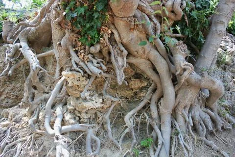 Big tree roots at the forest Stock-Fotos
