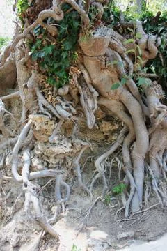 Big tree roots at the forest Stock Photos