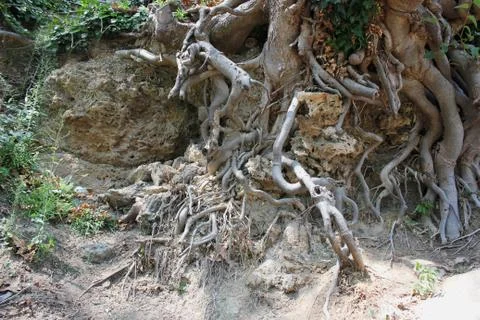 Big tree roots at the forest Foto stock