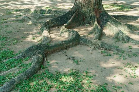 Big tree roots on the ground Stock Photos